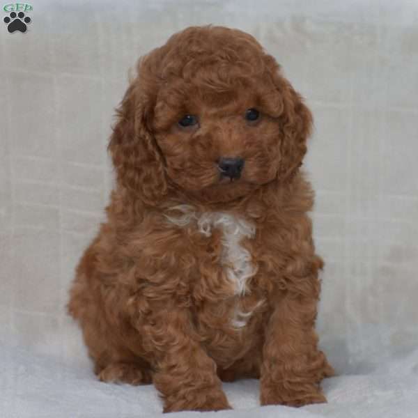 Kyle, Miniature Poodle Puppy